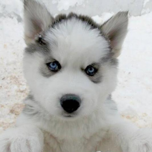 husky siberian